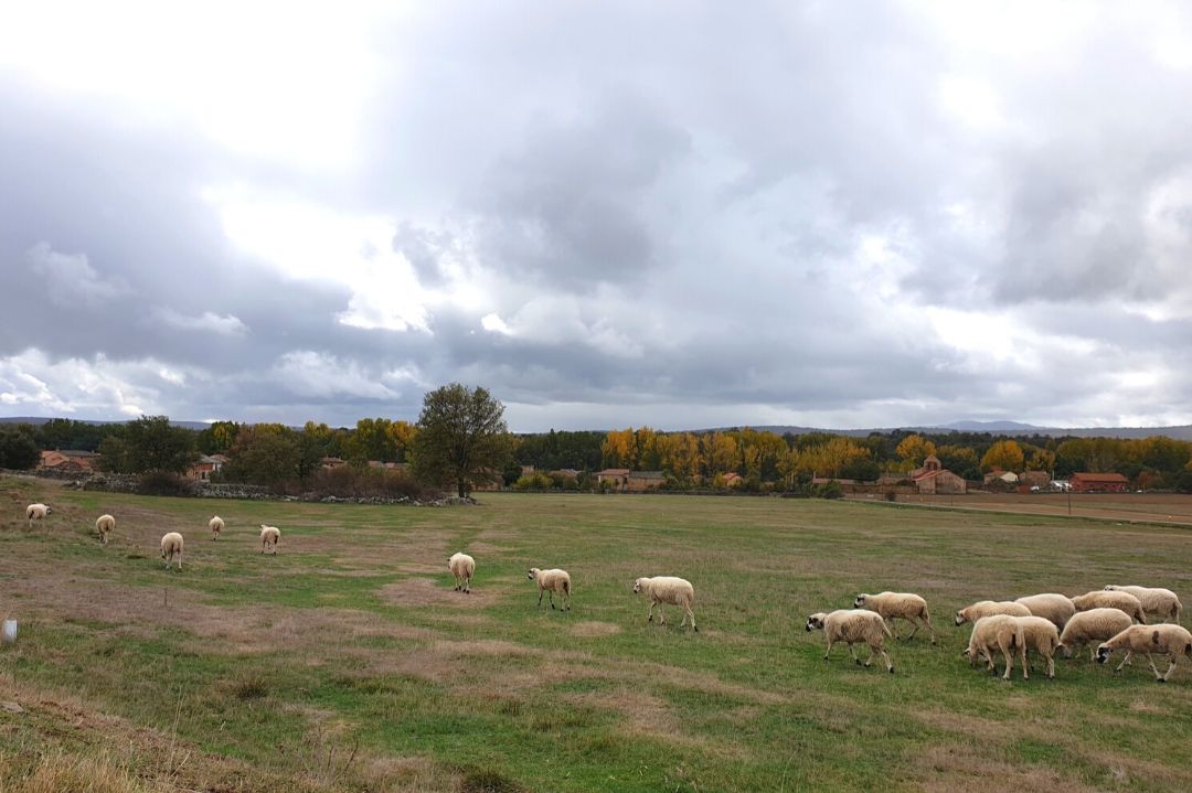 Ovejas en la Maragatería, León